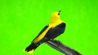 Bayağı sarıasma (Oriolus oriolus) 