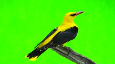 Bayağı sarıasma (Oriolus oriolus) 