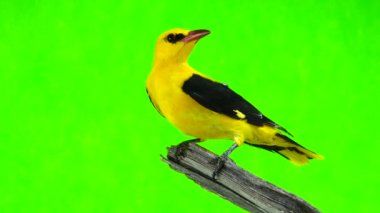 Bayağı sarıasma (Oriolus oriolus) 