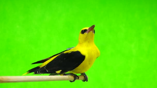 Eurasian golden oriole (Oriolus oriolus) — Stockvideo