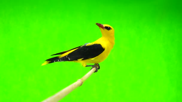 Oriole dourado eurasiano (Oriolus oriolus ) — Vídeo de Stock