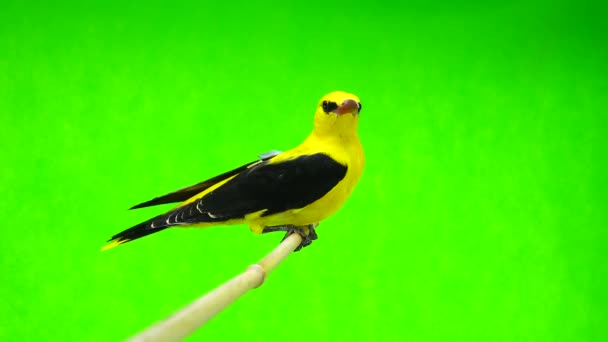 Oriole dourado eurasiano (Oriolus oriolus ) — Vídeo de Stock