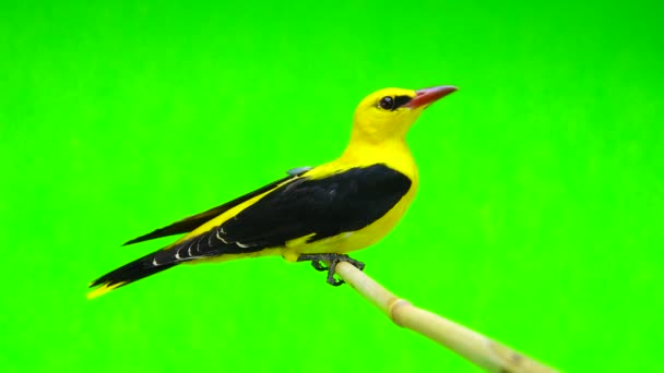 Sárgarigó (Oriolus oriolus) — Stock videók