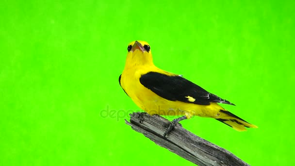 Eurasian golden oriole (Oriolus oriolus) — Stockvideo