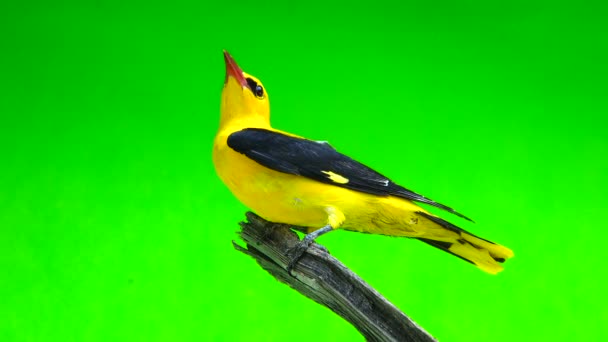 Oriole dourado eurasiano (Oriolus oriolus ) — Vídeo de Stock