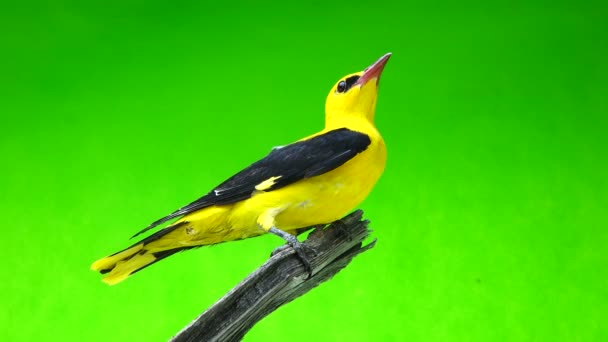 Oriole doré d'Eurasie (Oriolus oriolus ) — Video