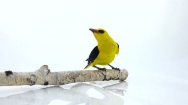 Bayağı sarıasma (Oriolus oriolus)