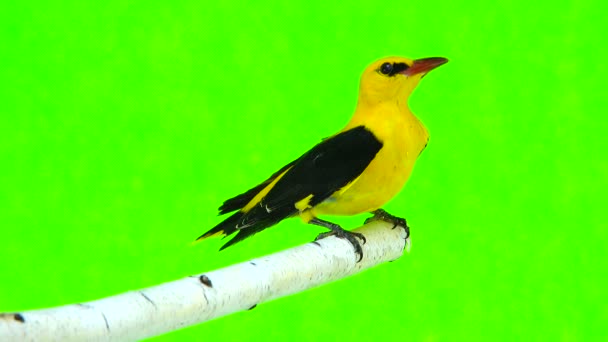 Oriole doré d'Eurasie (Oriolus oriolus ) — Video