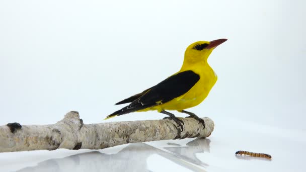 Eurasian Golden Oriole (Oriolus oriolus) and worm — Stock Video