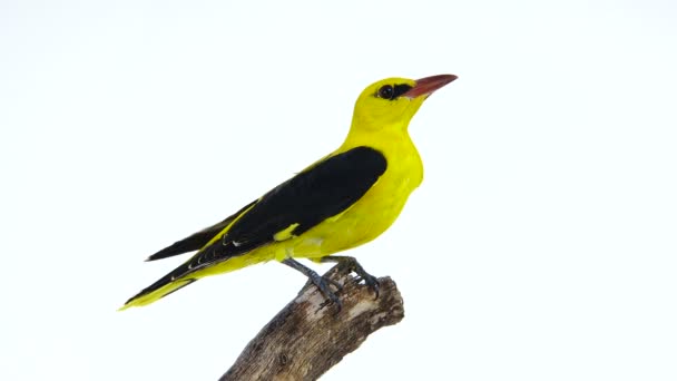 Oriole dourado eurasiano (Oriolus oriolus ) — Vídeo de Stock