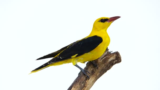 Oriole doré d'Eurasie (Oriolus oriolus ) — Video