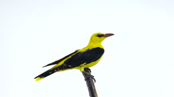 Eurasian golden oriole (Oriolus oriolus) — Stockvideo