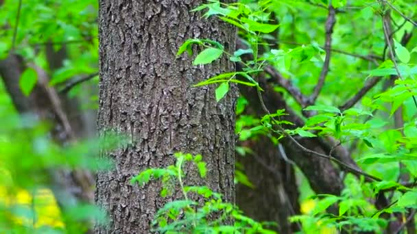 Un bosque salvaje — Vídeos de Stock