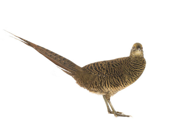 female pheasant gold