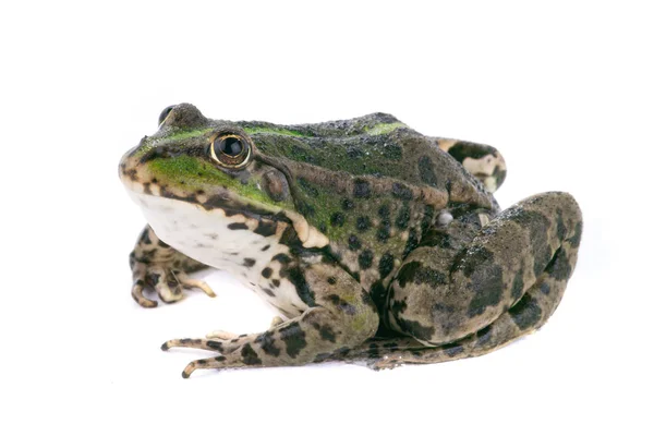 Frog on a white — Stock Photo, Image