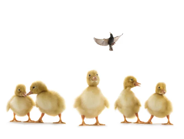 Small ducks who dreams of flying — Stock Photo, Image