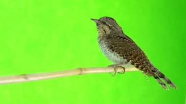 Bayağı boyunburan (Jynx torquilla)