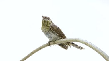 Bayağı boyunburan (Jynx torquilla)