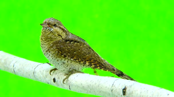 Євразійська wryneck (бренді torquilla) — стокове відео