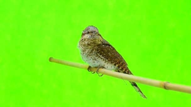 Євразійська wryneck (бренді torquilla) — стокове відео