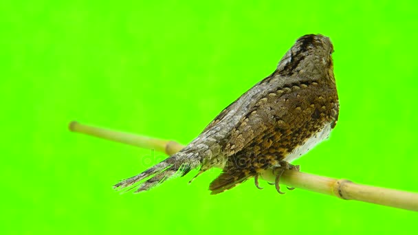 Chevreuil eurasien (Jynx torquilla) )