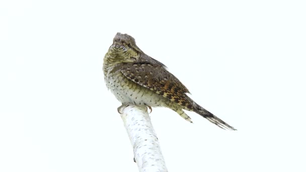 Євразійська wryneck (бренді torquilla) — стокове відео