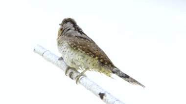 Bayağı boyunburan (Jynx torquilla)