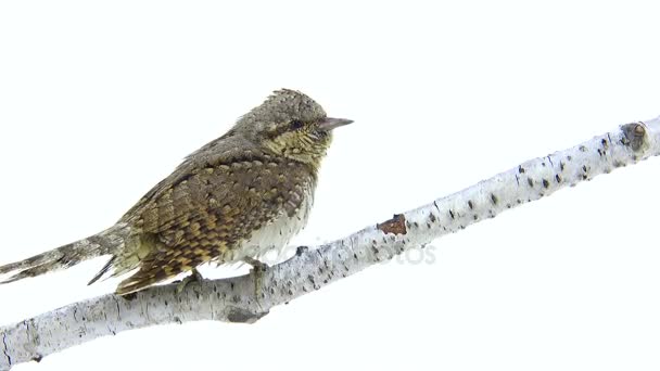 Ευρασιατική wryneck (Jynx torquilla) — Αρχείο Βίντεο