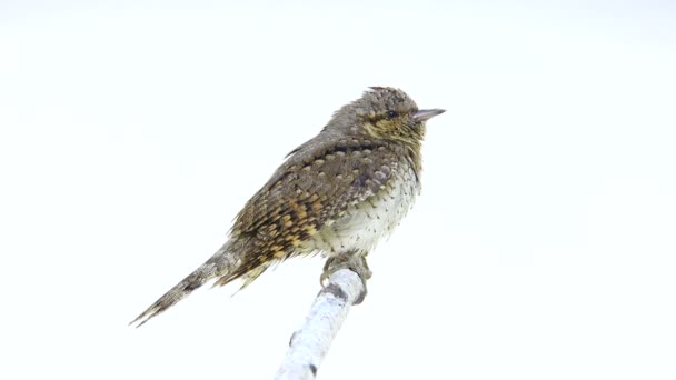 Cuello iris eurasiático (Jynx torquilla ) — Vídeos de Stock