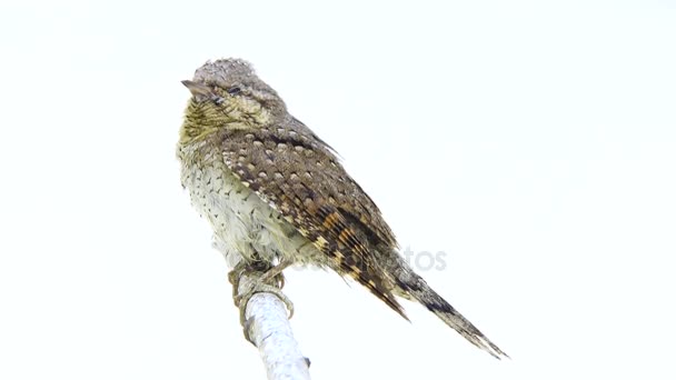 Eurasian wryneck (Jynx torquilla) — Stock Video