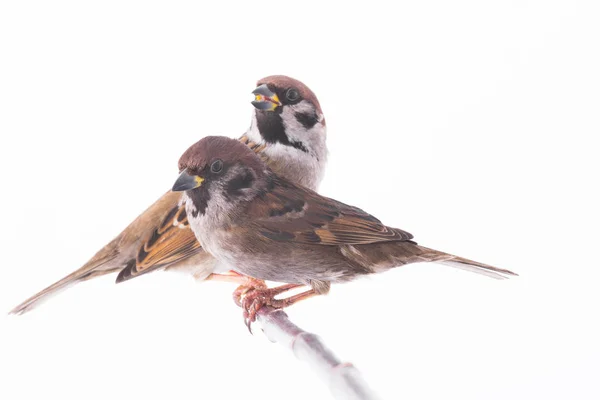 Two sparrow isolated on a white — Stock Photo, Image