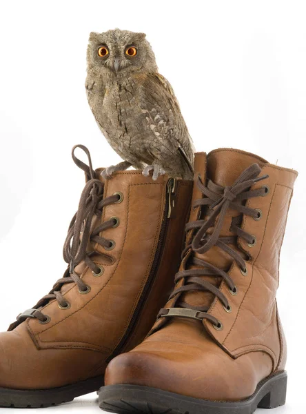 European scops owl — Stock Photo, Image