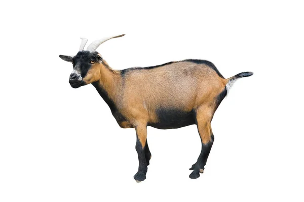Bir beyaz kahverengi keçi — Stok fotoğraf