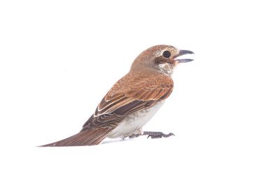 Kızıl kuyruklu örümcek kuşu 