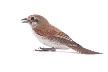 Kızıl kuyruklu örümcek kuşu 