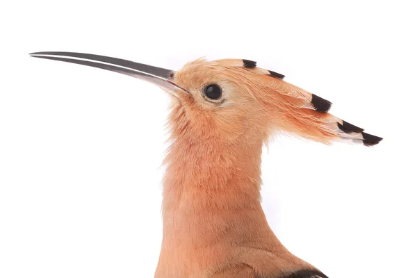 Portrait eurasian Hoopoe — Stock Photo, Image