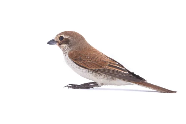 Camarão-de-cauda-ruiva — Fotografia de Stock