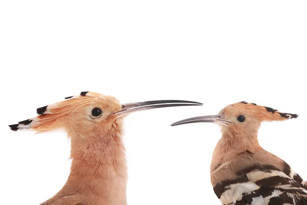 Portrait eurasian Hoopoe — Stock Photo, Image