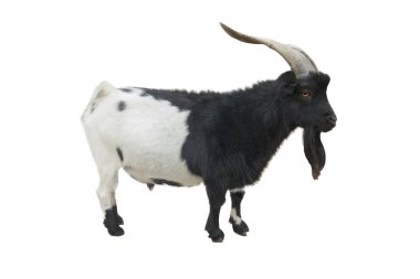 keçi Kamerunlu bir beyaz