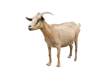 bir beyaz kahverengi keçi