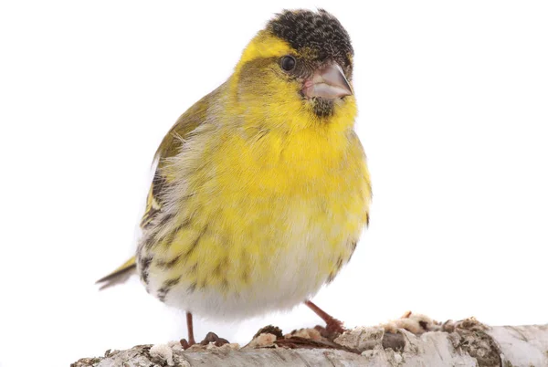 Male siskin isolated on a white — Stock Photo, Image