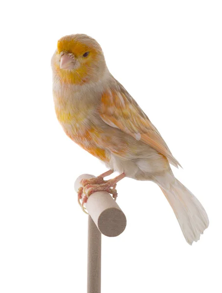 Feo canary isolated on a white — Stock Photo, Image