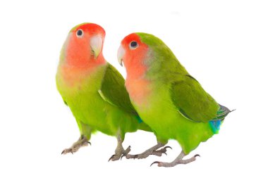 two lovebird parrot clipart