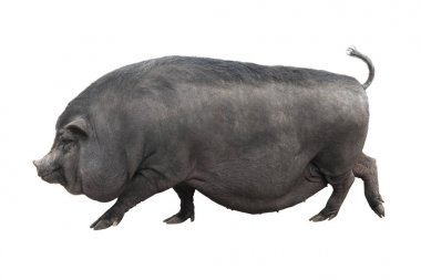 Vietnamca sırtıma domuz 