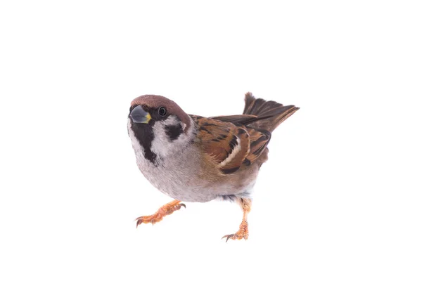 Sparrow na bílé — Stock fotografie