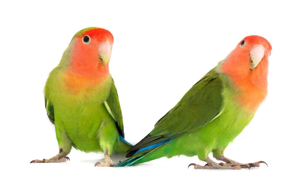 Dvě lovebird papoušek — Stock fotografie