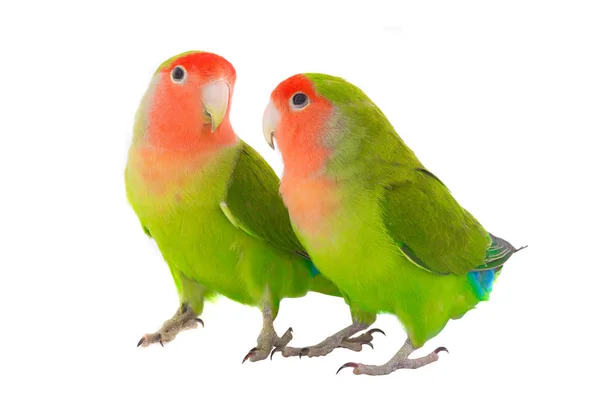 Dvě lovebird papoušek — Stock fotografie