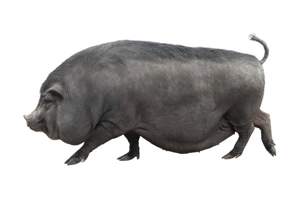 ベトナムのピギーバック豚 — ストック写真