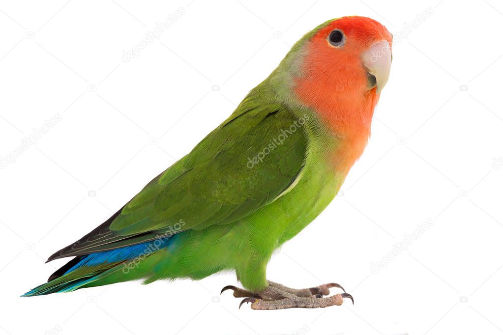 lovebird parrot on a white