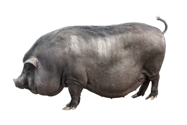 ベトナムのピギーバック豚 — ストック写真